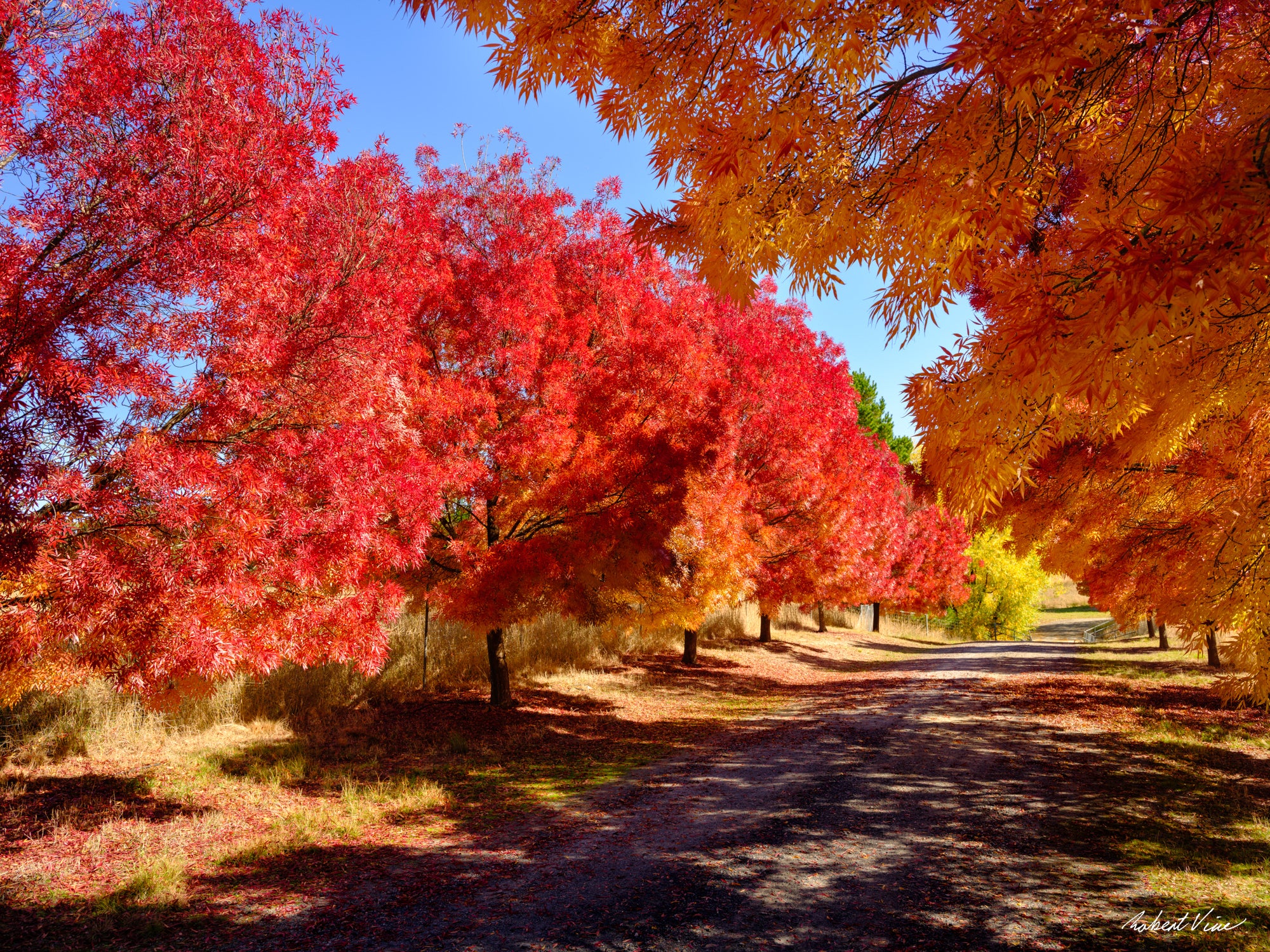 Brilliant red and golden autumn trees lining a quiet pathway in Queanbeyan, limited edition framed landscape print by Robert Vine.