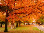 Vibrant crimson autumn trees over a walking path in Queanbeyan Park, limited edition framed landscape print by Robert Vine.