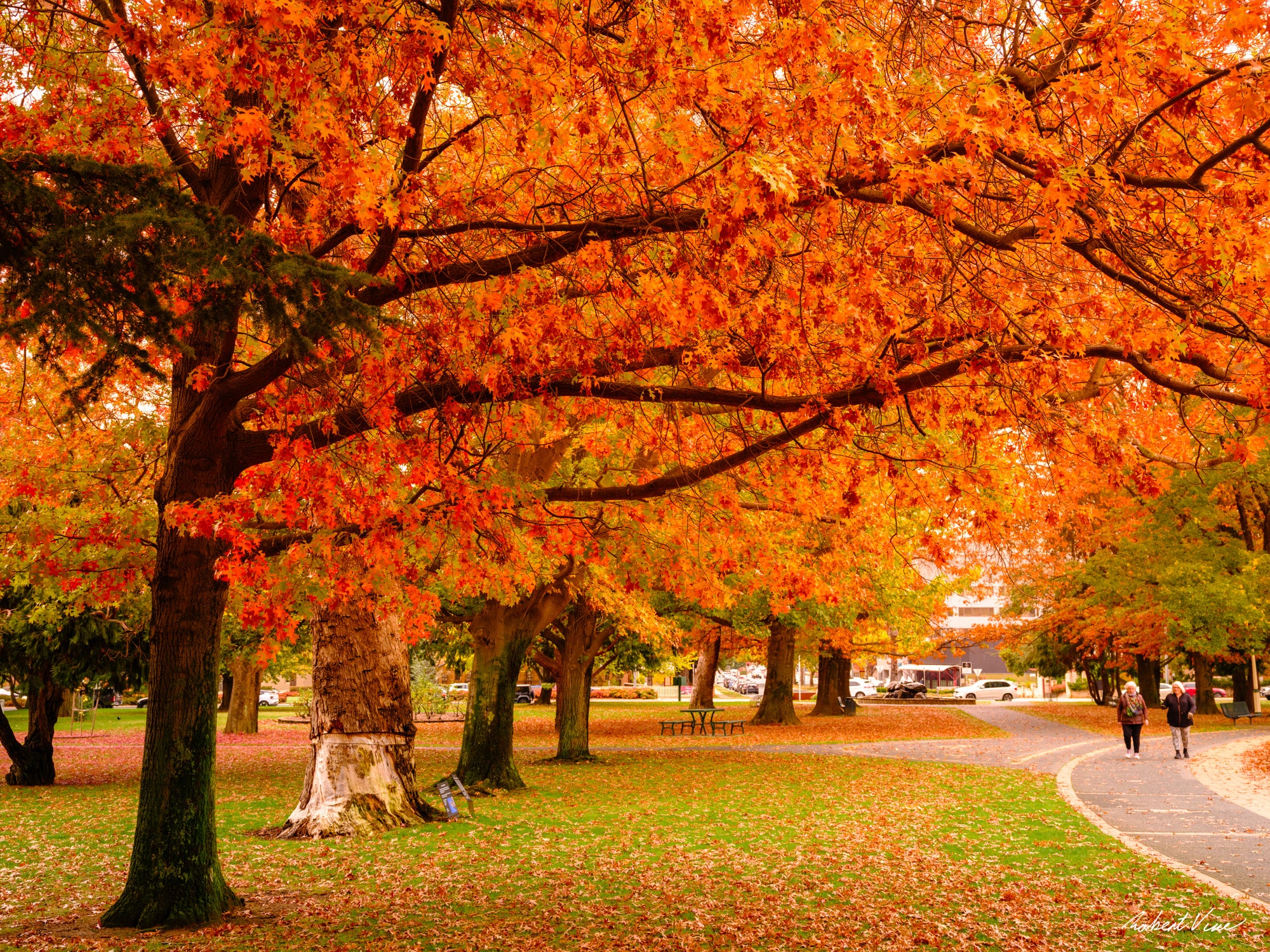 Vibrant crimson autumn trees over a walking path in Queanbeyan Park, limited edition framed landscape print by Robert Vine.