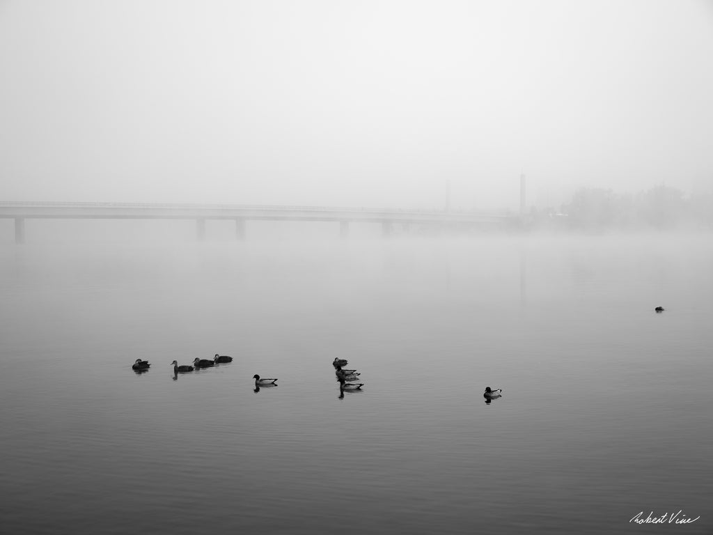 Black and white photograph of ducks floating on a fog-covered Lake Burley Griffin in Canberra with a bridge fading into the morning mist.
