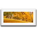 Children walking beneath golden autumn trees in Queanbeyan, limited edition framed landscape print by Robert Vine.