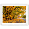 Framed Golden autumn trees lining a quiet street in Queanbeyan, limited edition framed landscape print by Robert Vine.