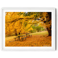 Framed Golden autumn trees surrounding picnic tables in a Queanbeyan park, limited edition framed landscape print by Robert Vine.