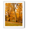 Framed White-barked tree surrounded by brilliant golden autumn foliage in Queanbeyan, limited edition framed landscape print by Robert Vine.
