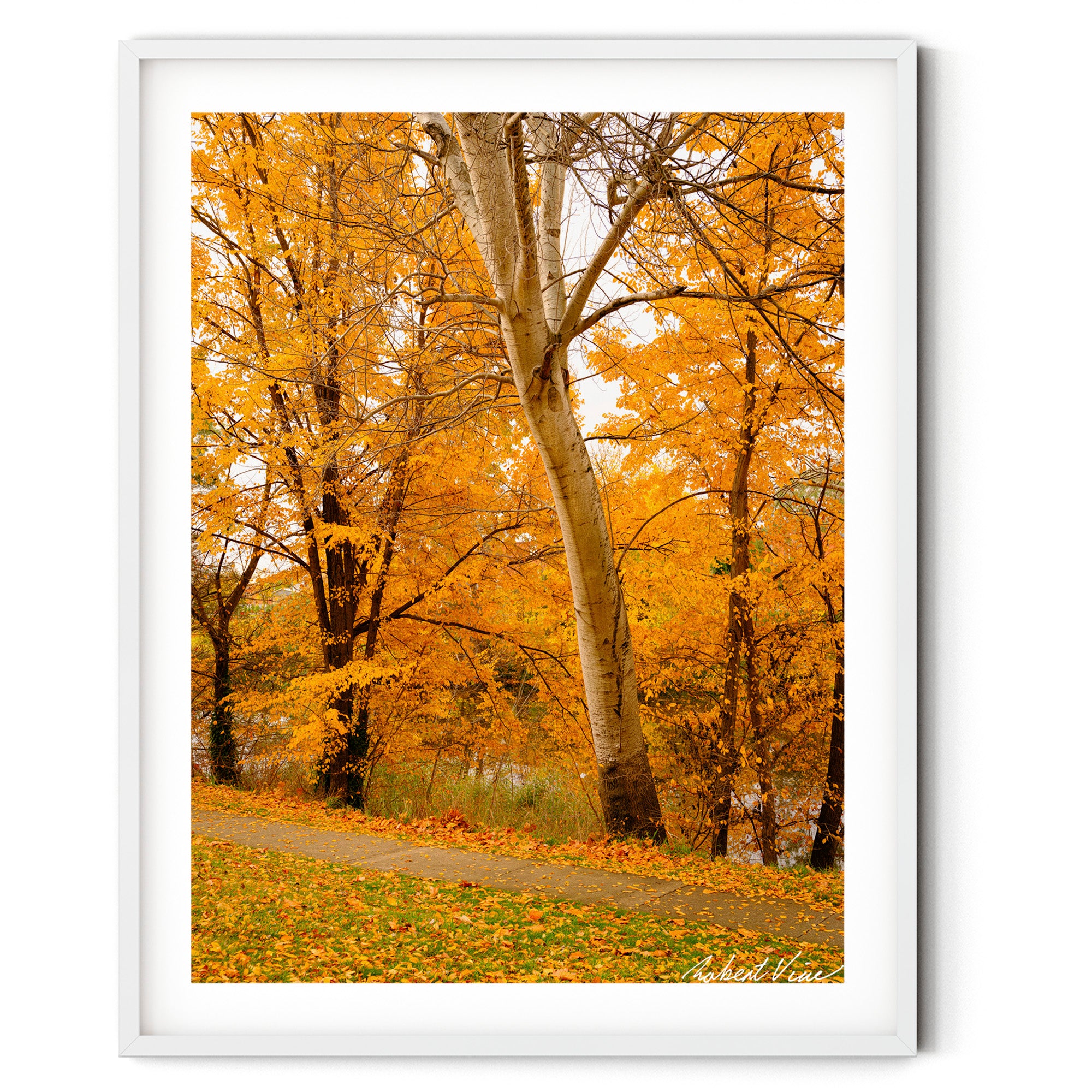 Framed White-barked tree surrounded by brilliant golden autumn foliage in Queanbeyan, limited edition framed landscape print by Robert Vine.