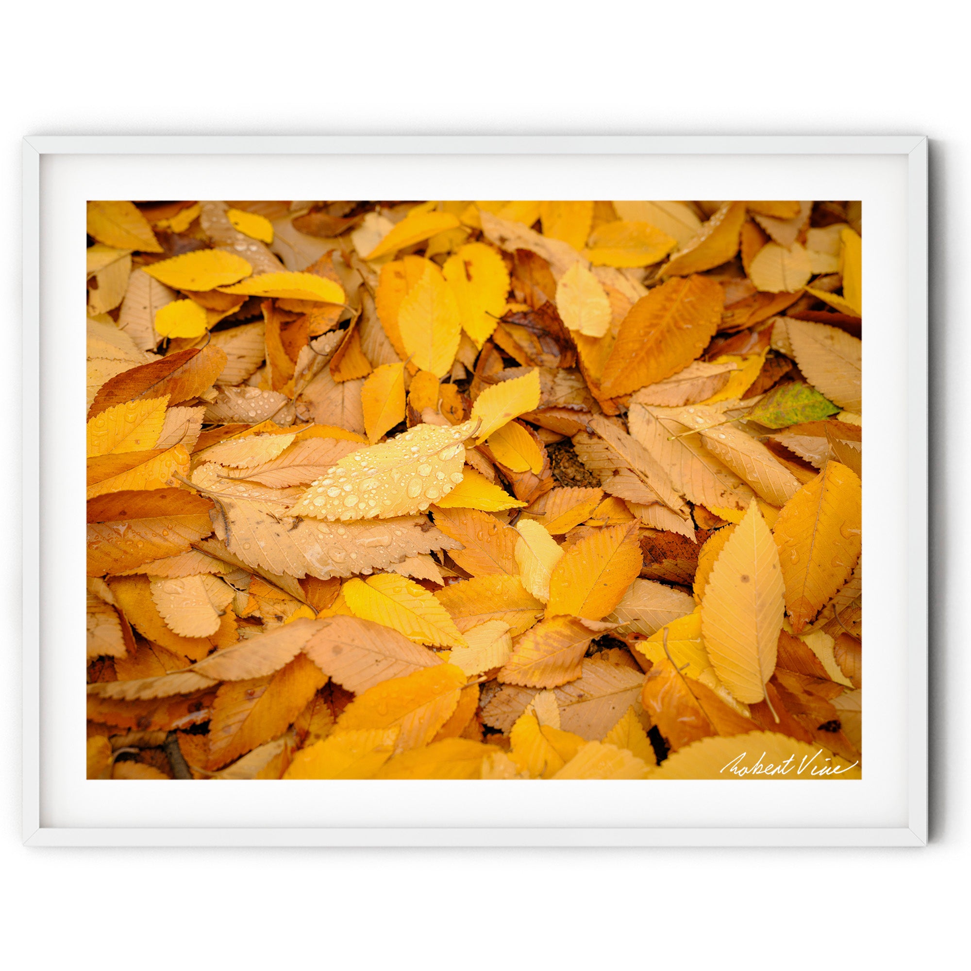 Close-up of golden autumn leaves covered in raindrops, limited edition framed fine art print by Robert Vine.