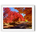 Framed Brilliant red and golden autumn trees lining a quiet pathway in Queanbeyan, limited edition framed landscape print by Robert Vine.