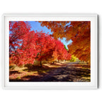 Framed Brilliant red and golden autumn trees lining a quiet pathway in Queanbeyan, limited edition framed landscape print by Robert Vine.