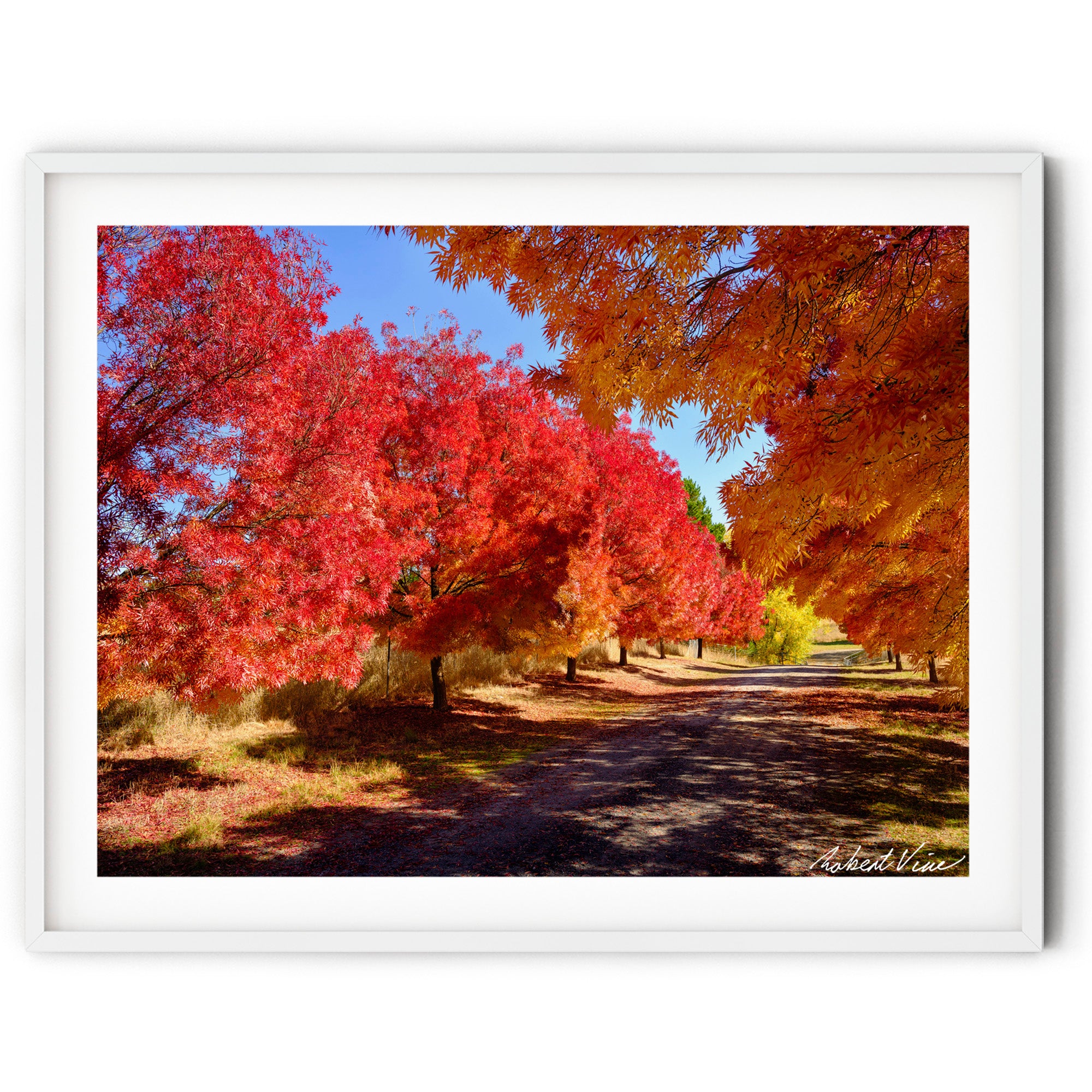 Framed Brilliant red and golden autumn trees lining a quiet pathway in Queanbeyan, limited edition framed landscape print by Robert Vine.