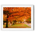 Framed Vibrant crimson autumn trees over a walking path in Queanbeyan Park, limited edition framed landscape print by Robert Vine.