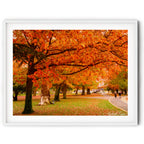 Framed Vibrant crimson autumn trees over a walking path in Queanbeyan Park, limited edition framed landscape print by Robert Vine.