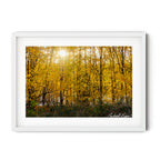 Framed Golden autumn woodland in Queanbeyan with sunlight shining through vibrant yellow leaves, limited edition framed landscape print by Robert Vine.