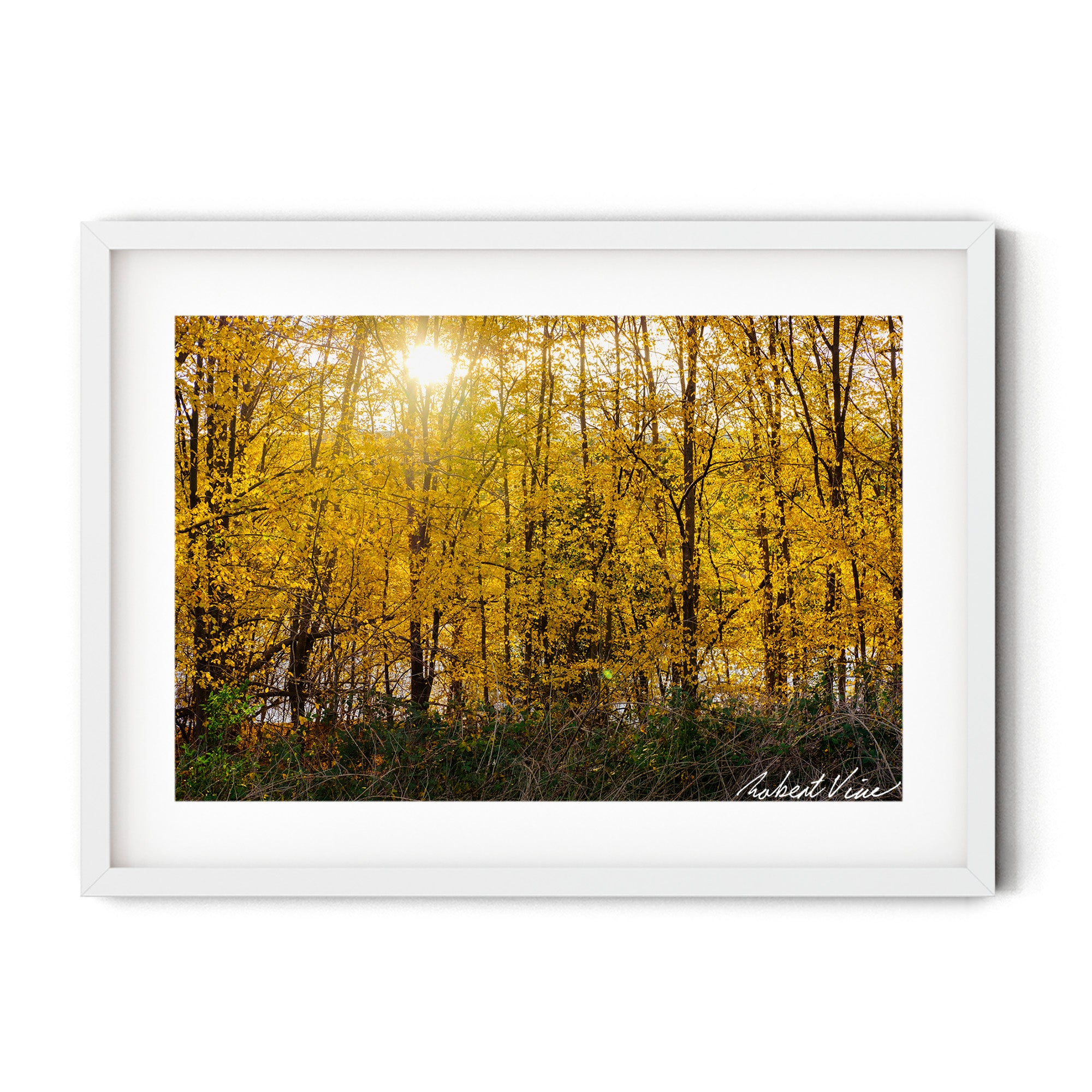 Framed Golden autumn woodland in Queanbeyan with sunlight shining through vibrant yellow leaves, limited edition framed landscape print by Robert Vine.