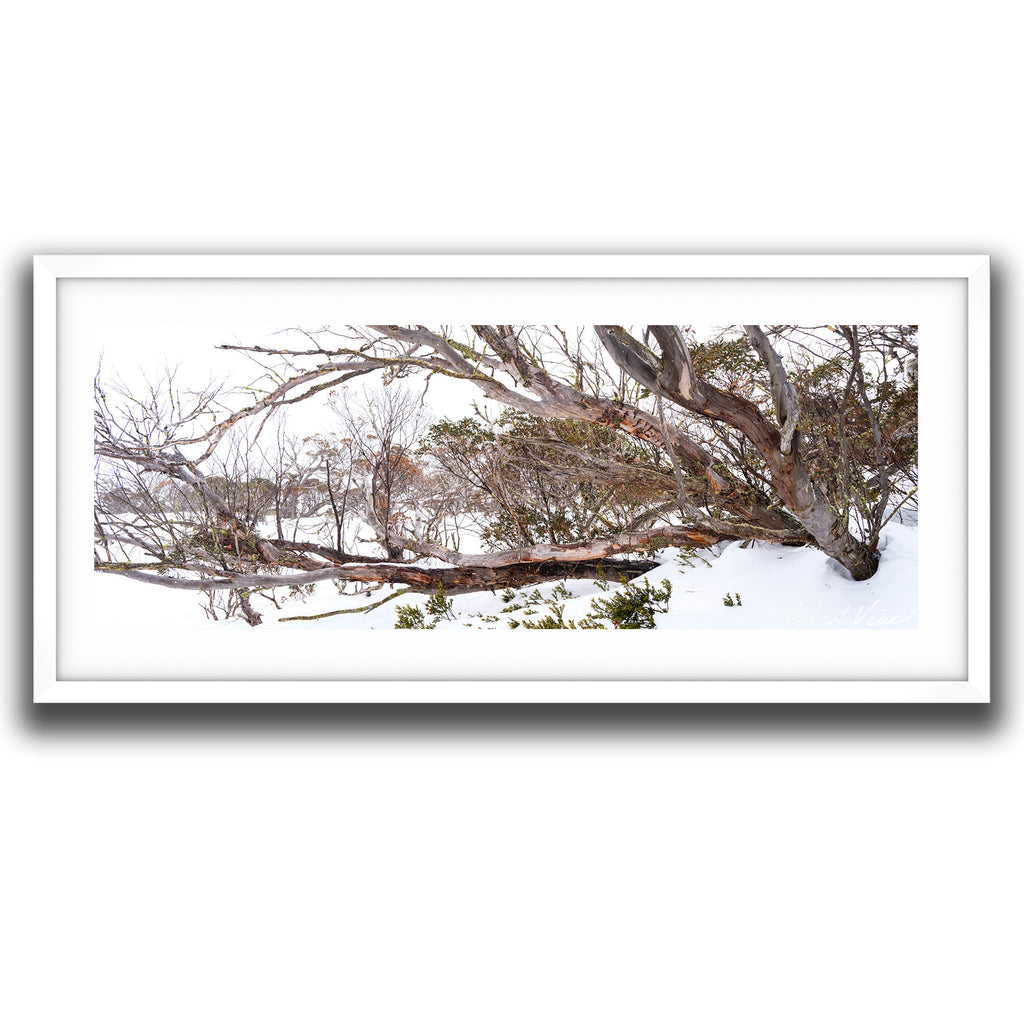 Framed print of Twisted snow gum trees stretching across a snow-covered alpine landscape in Perisher, photographed by Australian landscape artist Robert Vine.
