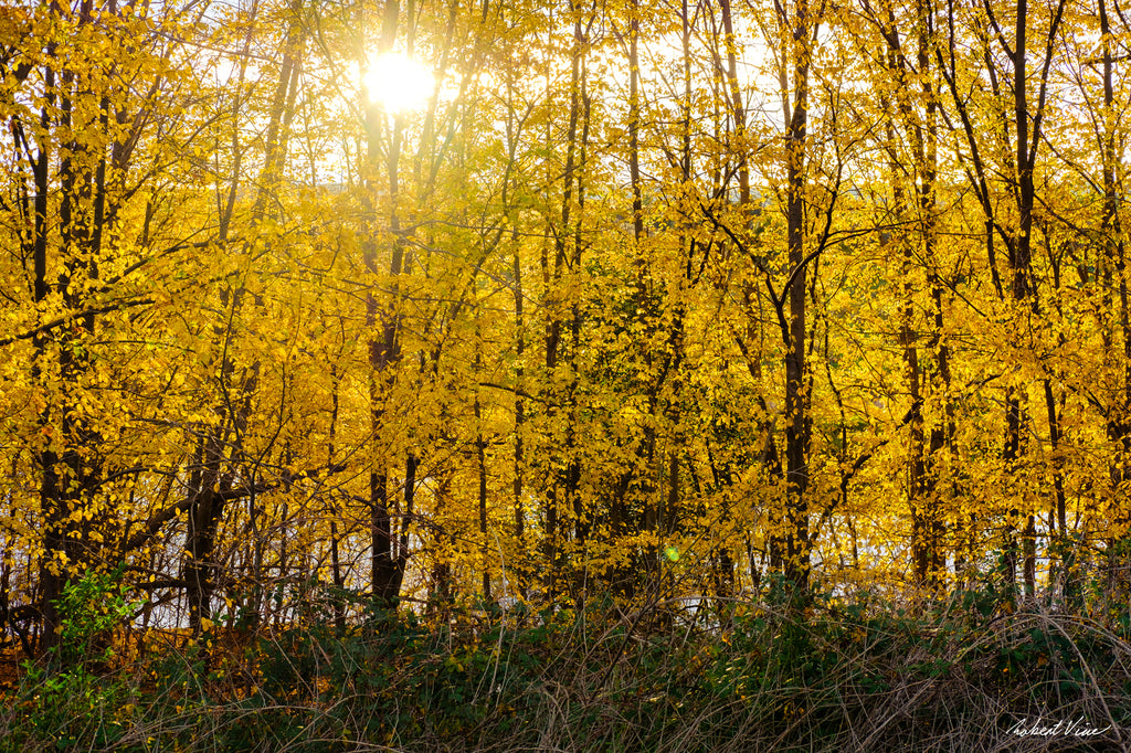 Golden autumn woodland in Queanbeyan with sunlight shining through vibrant yellow leaves, limited edition framed landscape print by Robert Vine.