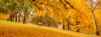 Children walking beneath golden autumn trees in Queanbeyan, limited edition framed landscape print by Robert Vine.