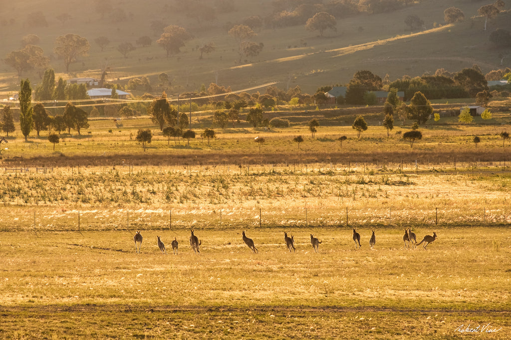 Mob of kangaroos running through golden fields at sunset in Googong, NSW, photographed by Robert Vine.