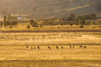 Mob of kangaroos running through golden fields at sunset in Googong, NSW, photographed by Robert Vine.