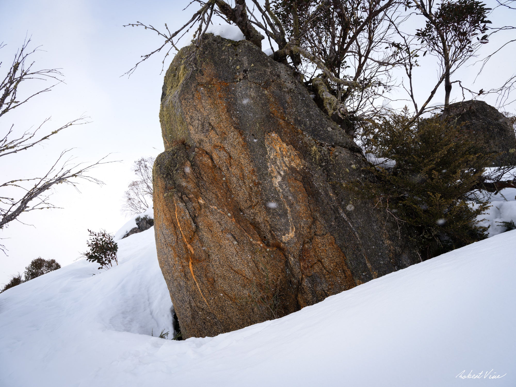 Snow-covered granite boulder surrounded by alpine shrubs during gentle snowfall in Perisher, photographed by Australian landscape artist Robert Vine.