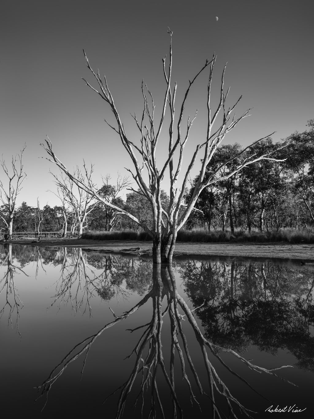 Black and white photograph of a dead tree reflected in still water at Mulligans Flat Wetlands with a crescent moon overhead, by Robert Vine.