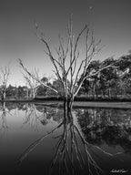 Black and white photograph of a dead tree reflected in still water at Mulligans Flat Wetlands with a crescent moon overhead, by Robert Vine.