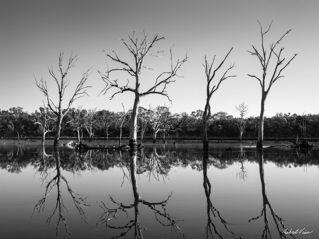 Black and white photograph of reflected trees at sunrise in Mulligans Flat Wetlands, Canberra, captured by Australian landscape artist Robert Vine.