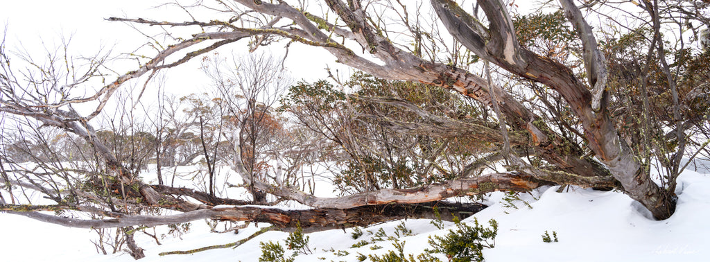 Twisted snow gum trees stretching across a snow-covered alpine landscape in Perisher, photographed by Australian landscape artist Robert Vine.