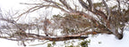 Twisted snow gum trees stretching across a snow-covered alpine landscape in Perisher, photographed by Australian landscape artist Robert Vine.