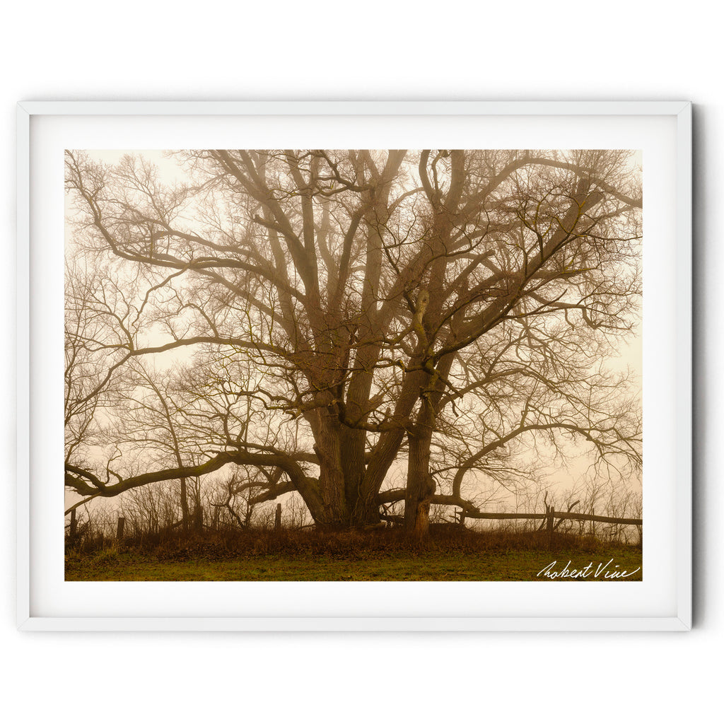 Framed print of Ancient tree surrounded by early morning fog in Royalla, photographed by Robert Vine as a limited edition framed landscape art print.