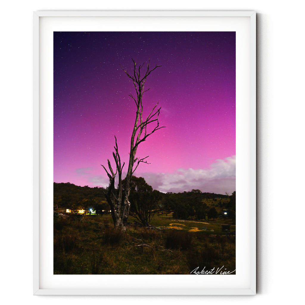 Framed landscape photograph of Aurora Australis glowing pink and purple behind a weathered dead tree in Googong, photographed at night by Robert Vine.