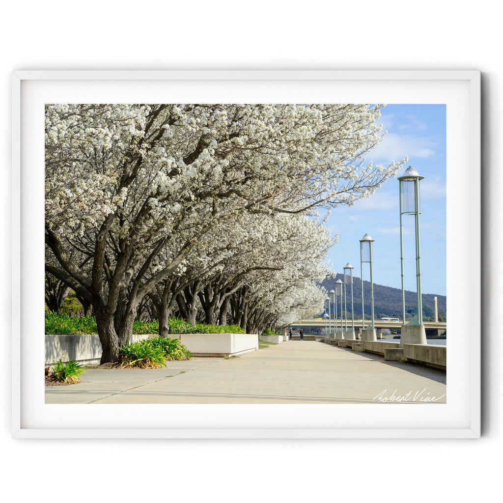Framed print of Spring flowering trees in full bloom lining the shores of Lake Burley Griffin in Canberra beneath a blue sky, photographed by Robert Vine.