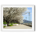 Framed print of Spring flowering trees in full bloom lining the shores of Lake Burley Griffin in Canberra beneath a blue sky, photographed by Robert Vine.