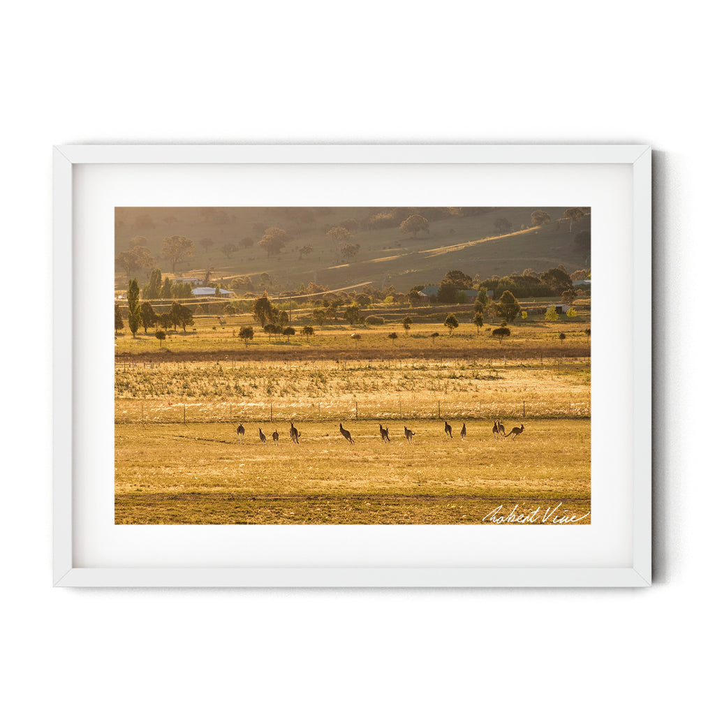 Framed print of Mob of kangaroos running through golden fields at sunset in Googong, NSW, photographed by Robert Vine.