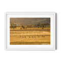 Framed print of Mob of kangaroos running through golden fields at sunset in Googong, NSW, photographed by Robert Vine.