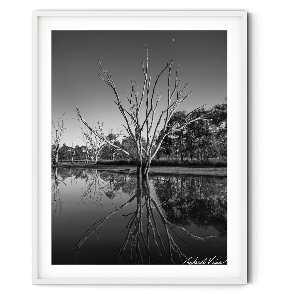 Framed Black and white photograph of a dead tree reflected in still water at Mulligans Flat Wetlands with a crescent moon overhead, by Robert Vine.