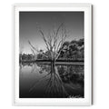 Framed Black and white photograph of a dead tree reflected in still water at Mulligans Flat Wetlands with a crescent moon overhead, by Robert Vine.
