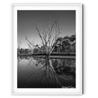 Framed Black and white photograph of a dead tree reflected in still water at Mulligans Flat Wetlands with a crescent moon overhead, by Robert Vine.