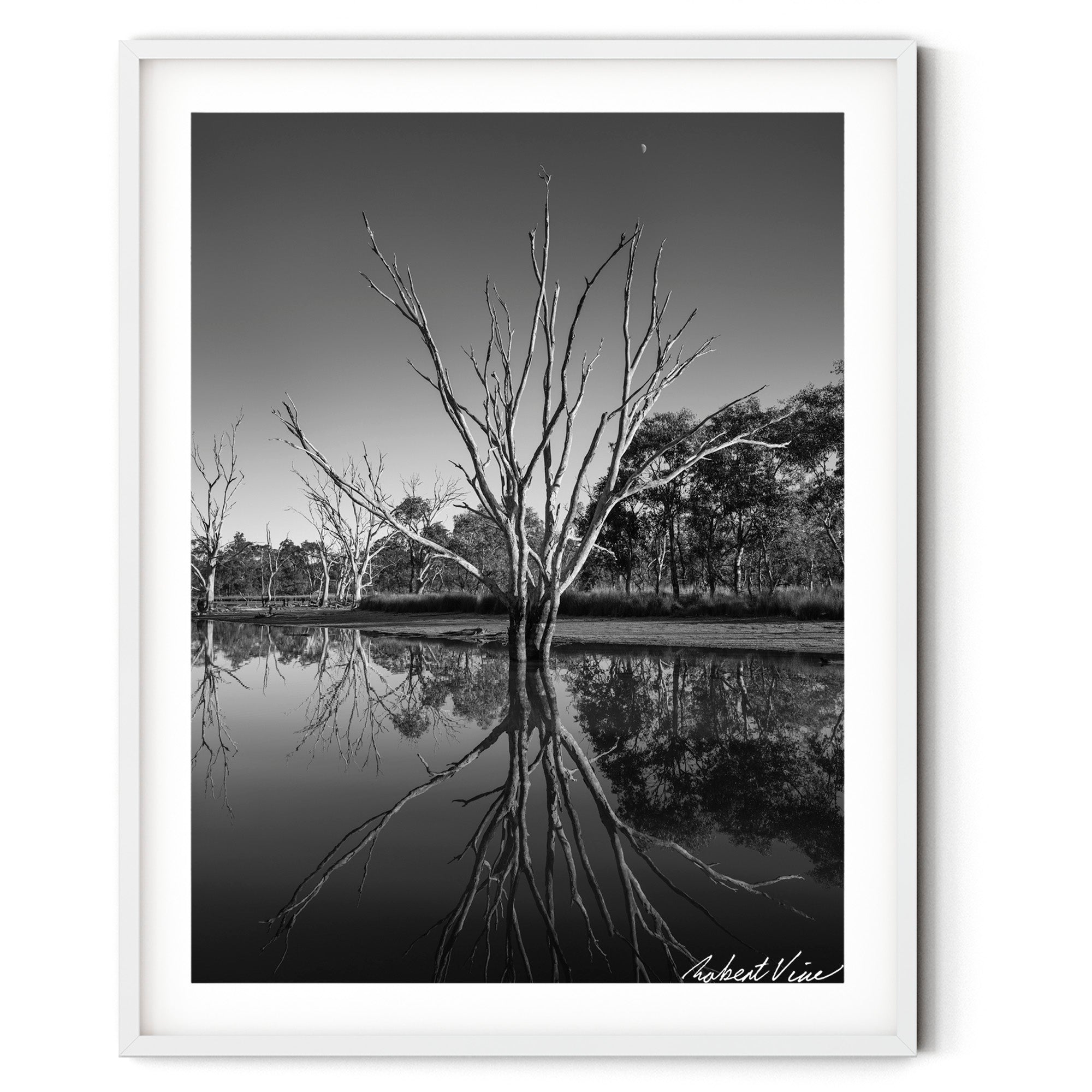 Framed Black and white photograph of a dead tree reflected in still water at Mulligans Flat Wetlands with a crescent moon overhead, by Robert Vine.