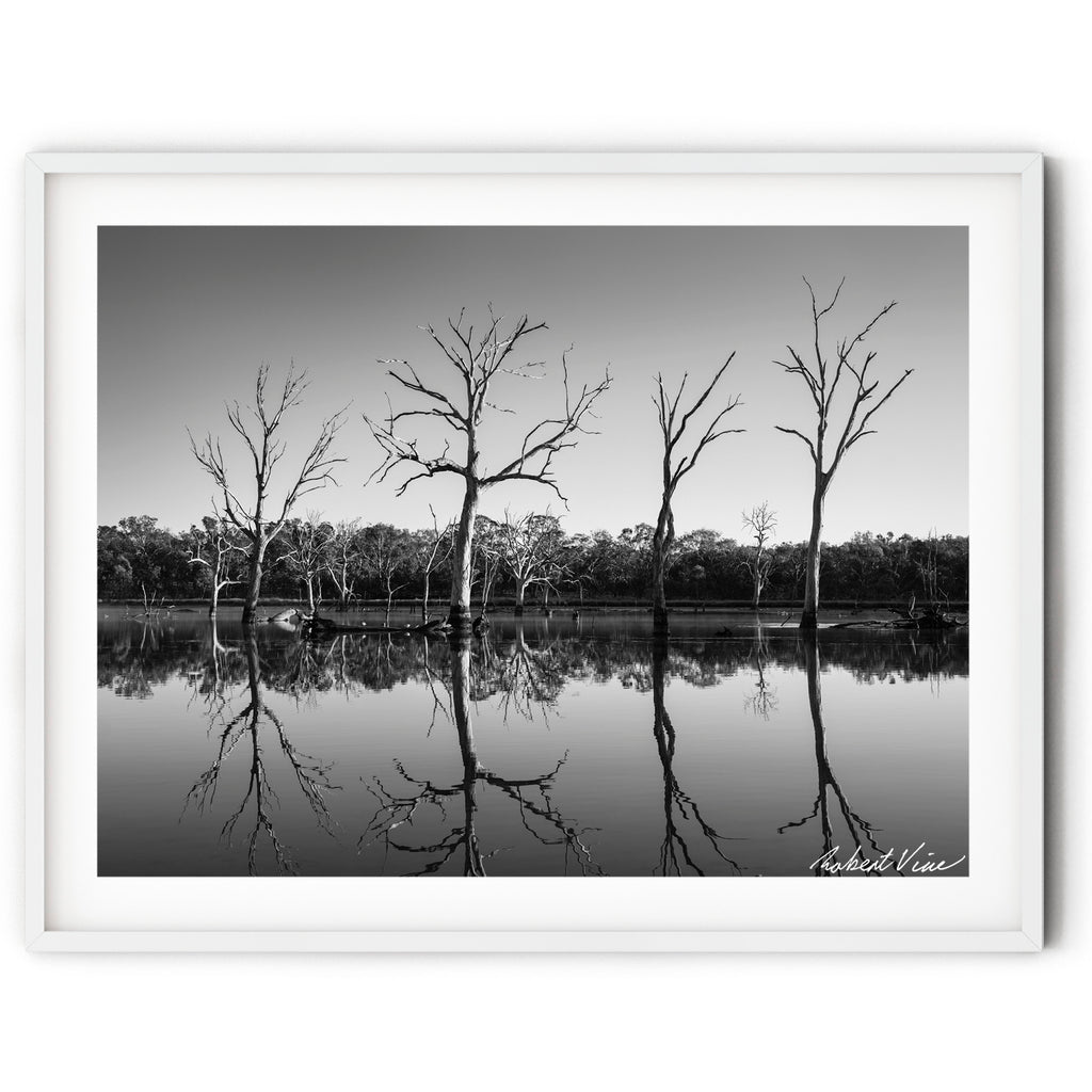 Framed Black and white photograph of reflected trees at sunrise in Mulligans Flat Wetlands, Canberra, captured by Australian landscape artist Robert Vine.