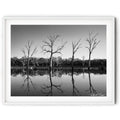 Framed Black and white photograph of reflected trees at sunrise in Mulligans Flat Wetlands, Canberra, captured by Australian landscape artist Robert Vine.