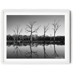 Framed Black and white photograph of reflected trees at sunrise in Mulligans Flat Wetlands, Canberra, captured by Australian landscape artist Robert Vine.