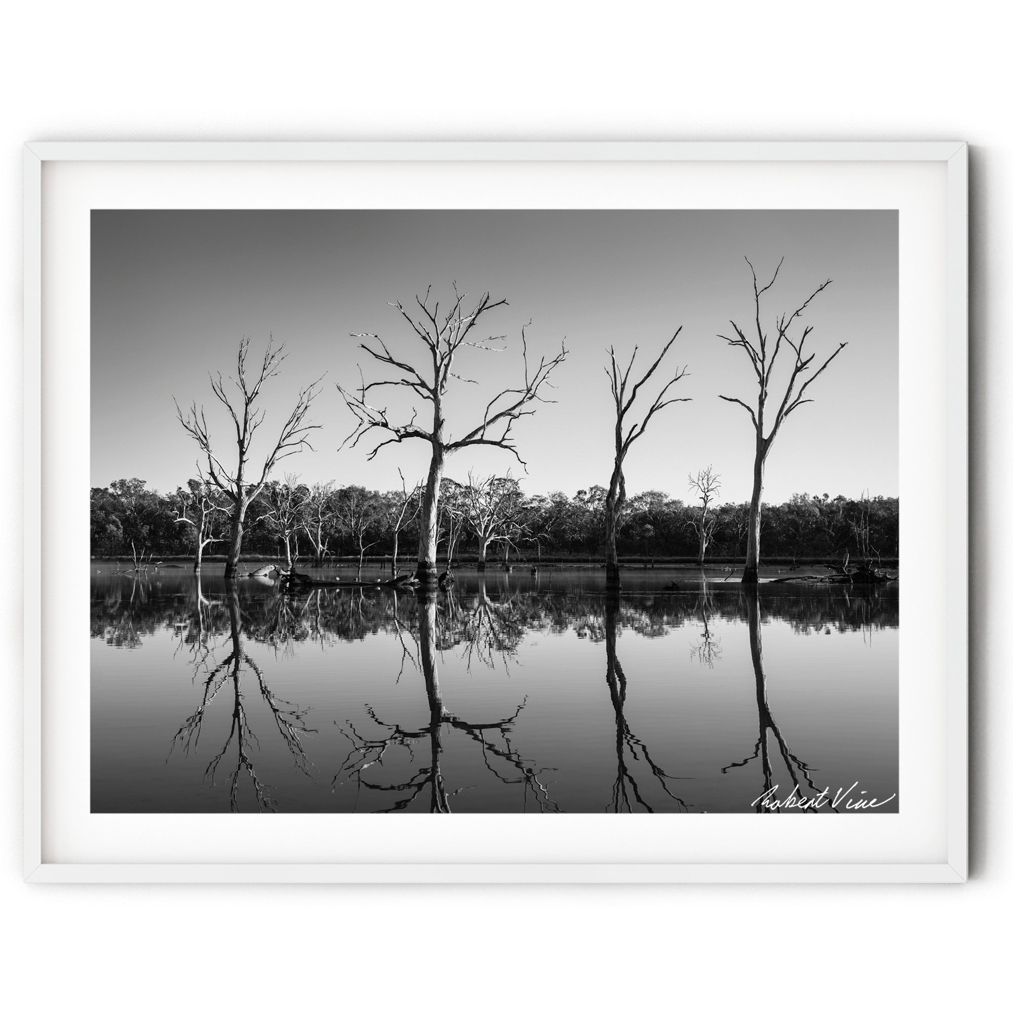 Framed Black and white photograph of reflected trees at sunrise in Mulligans Flat Wetlands, Canberra, captured by Australian landscape artist Robert Vine.