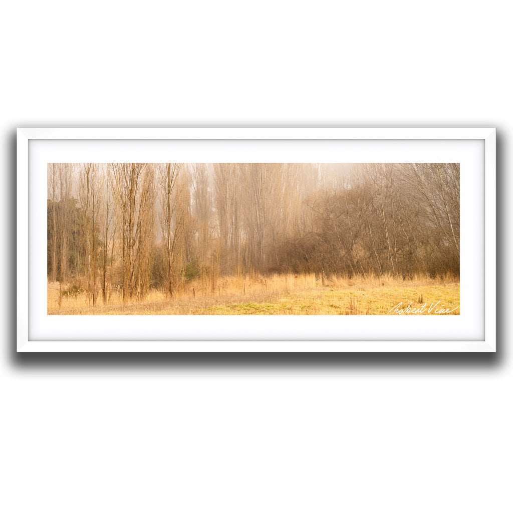 Framed print of a Foggy winter morning in Burra with golden grass and tall poplar trees emerging through soft mist, photographed by Robert Vine.