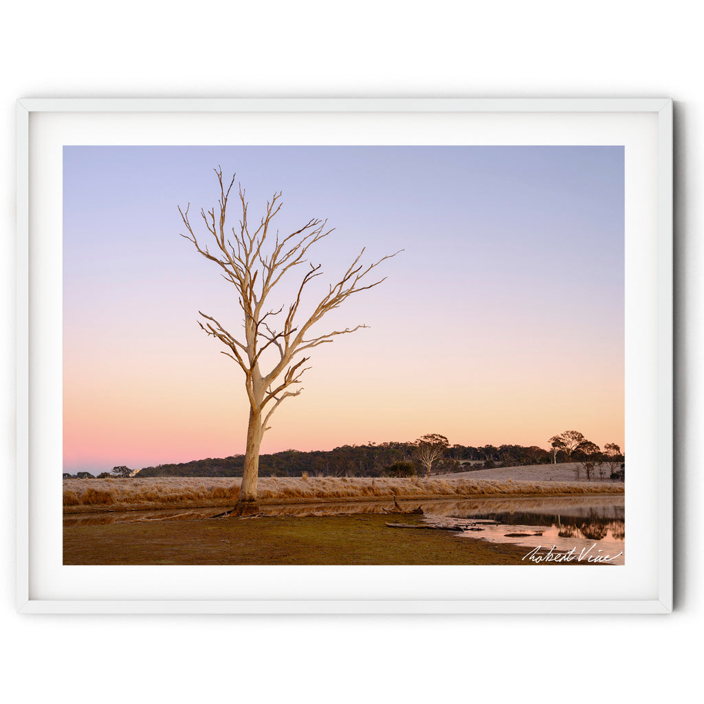 Framed print of a Lone dead tree beside a frost-covered wetland at sunrise in Mulligans Flat Wetlands, Canberra, reflected in still water beneath a pastel winter sky.