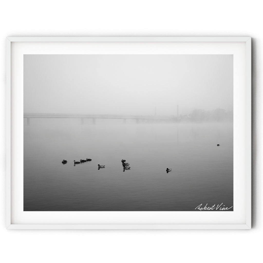 Framed Black and white photograph of ducks floating on a fog-covered Lake Burley Griffin in Canberra with a bridge fading into the morning mist.