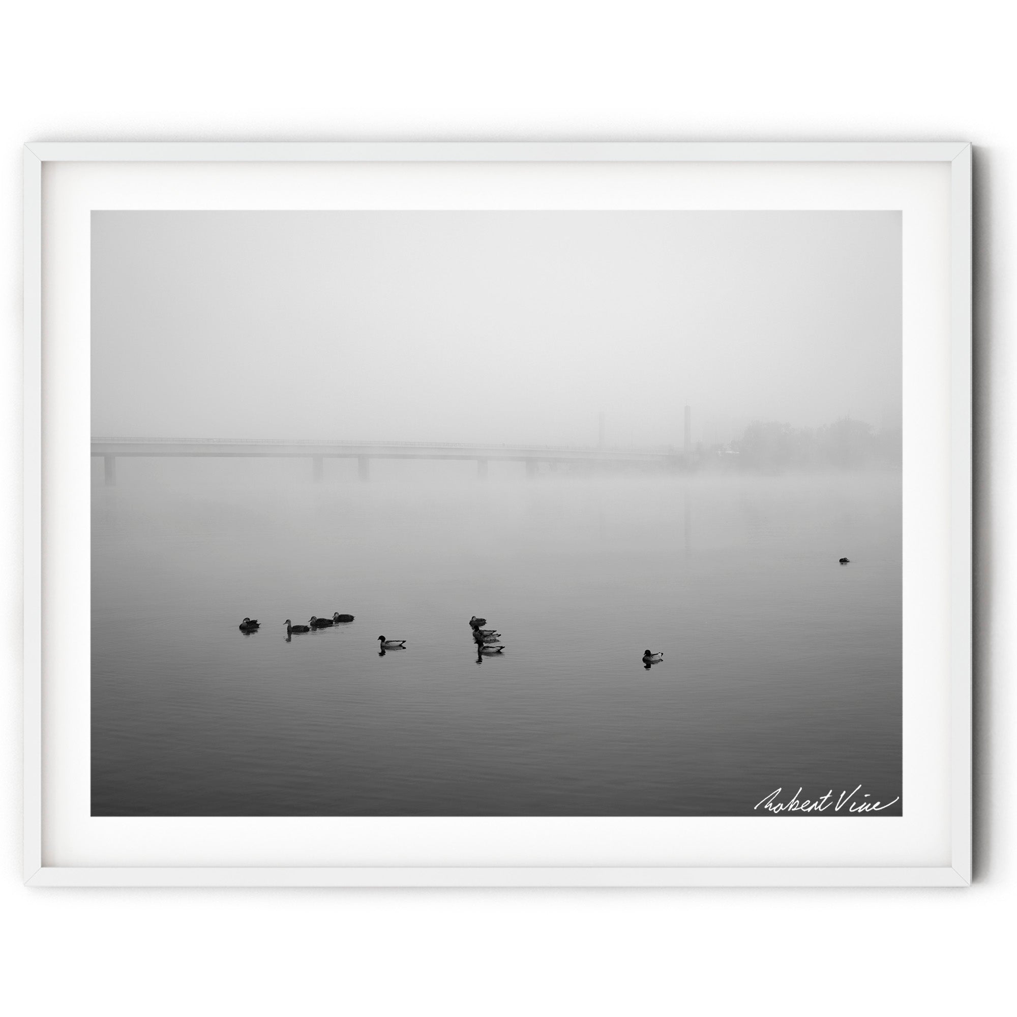 Framed Black and white photograph of ducks floating on a fog-covered Lake Burley Griffin in Canberra with a bridge fading into the morning mist.