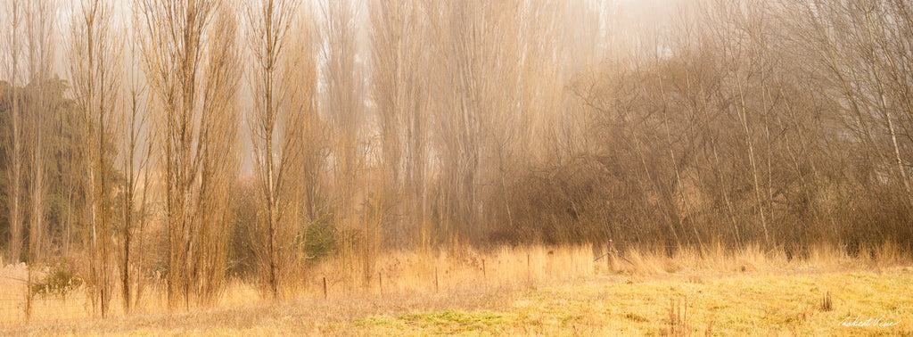 Foggy winter morning in Burra with golden grass and tall poplar trees emerging through soft mist, photographed by Robert Vine.