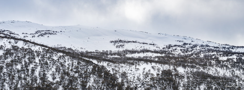 Panoramic winter landscape of snow-covered ridges and snow gums at Guthega in the Snowy Mountains, photographed by Australian landscape artist Robert Vine.