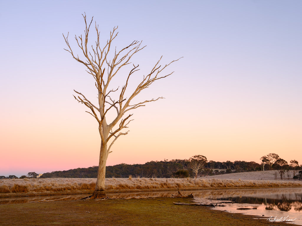 Lone dead tree beside a frost-covered wetland at sunrise in Mulligans Flat Wetlands, Canberra, reflected in still water beneath a pastel winter sky.