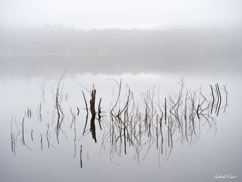 Foggy winter morning at Googong Dam with submerged branches and grasses reflected in still water, photographed by Robert Vine.